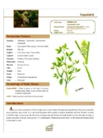 Science of Indian Herbs (For Good Health) - Image 11