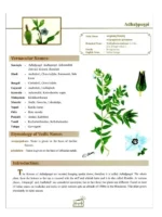 Science of Indian Herbs (For Good Health) - Image 12