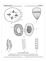 विश्व वानस्पतिक शब्दकोश </br> World Botanical Dictionary (Phytoetymology of 75,000 Names of Plant Families, Genera and Species) Set of 5 Volumes - Image 8